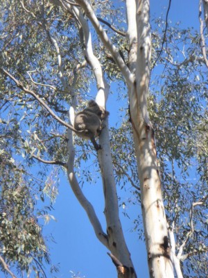 Koala a Narrandera