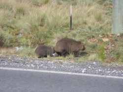 Maman Wombat et Bébé Wombat